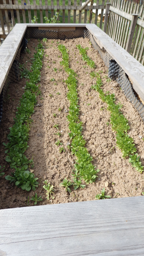 Obstbau Gartenbau Heimbuchenthal
