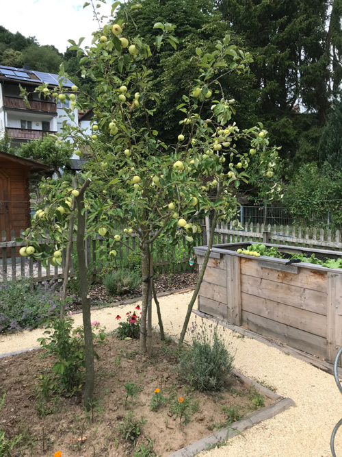 Obstbau Gartenbau Heimbuchenthal
