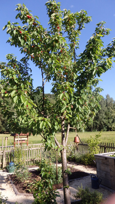 Obstbau Gartenbau Heimbuchenthal